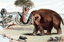 Woolly mammoth (Mammuthus), 1892. Creator: Unknown