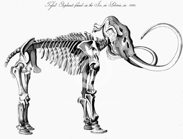 Woolly mammoth (Mammuthus) skeleton, 1830. Creator: Unknown.