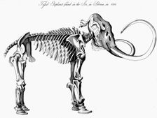Woolly mammoth (Mammuthus) skeleton, 1830. Creator: Unknown