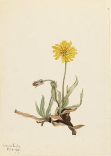 Woolly Agoseris (Agoseris villosa), 1919. Creator: Mary Vaux Walcott