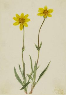 Woolly Arnica (Arnica tomentosa), 1920. Creator: Mary Vaux Walcott