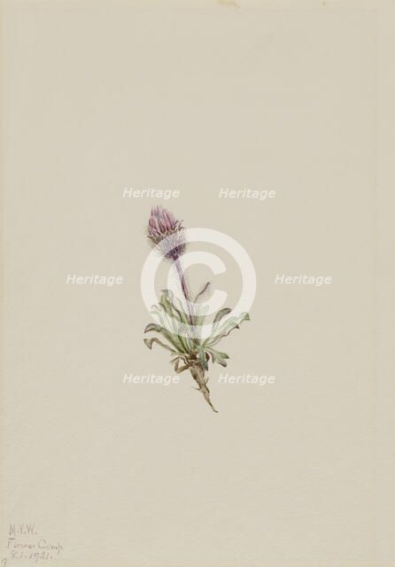 Woolly Fleabane (Erigeron lanatus), 1921. Creator: Mary Vaux Walcott.