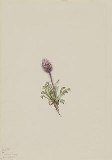 Woolly Fleabane (Erigeron lanatus), 1921. Creator: Mary Vaux Walcott