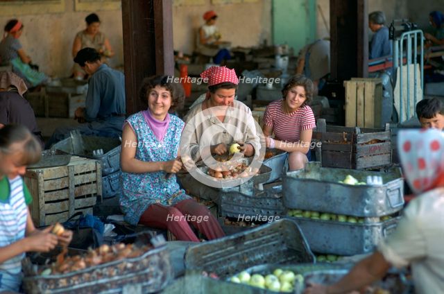 Workers at a factory preparing vegetables. Artist: CM Dixon Artist: Unknown