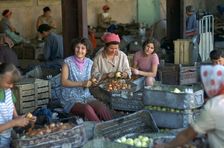 Workers at a factory preparing vegetables. Artist: CM Dixon