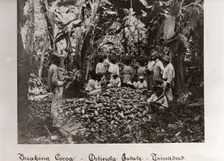 Workers break open cocoa pods in a clearing in the plantation,Trinidad, Ortinola Estate, 1897