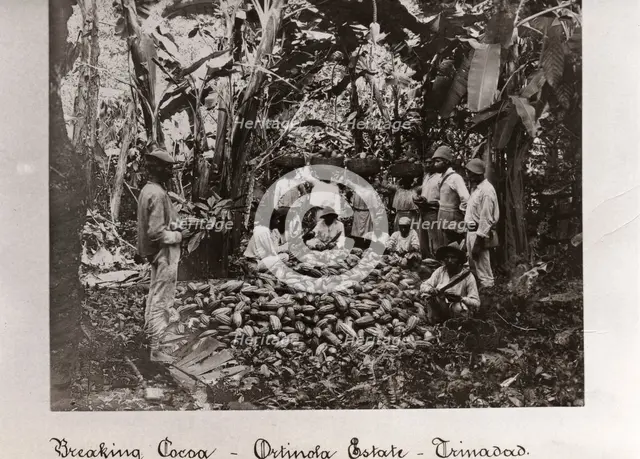 Workers break open cocoa pods in a clearing in the plantation,Trinidad, Ortinola Estate, 1897. Artist: Unknown