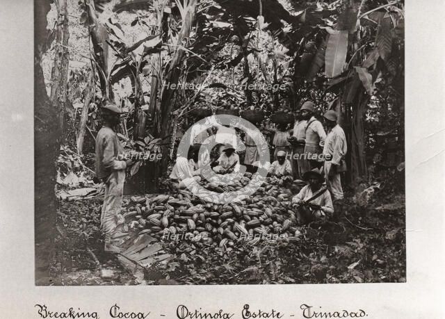 Workers break open cocoa pods in a clearing in the plantation,Trinidad, Ortinola Estate, 1897. Artist: Unknown