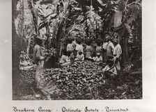 Workers break open cocoa pods in a clearing in the plantation,Trinidad, Ortinola Estate, 1897