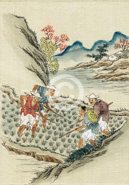Workers cultivating rice in a paddy field, 19th century. Artist: Unknown
