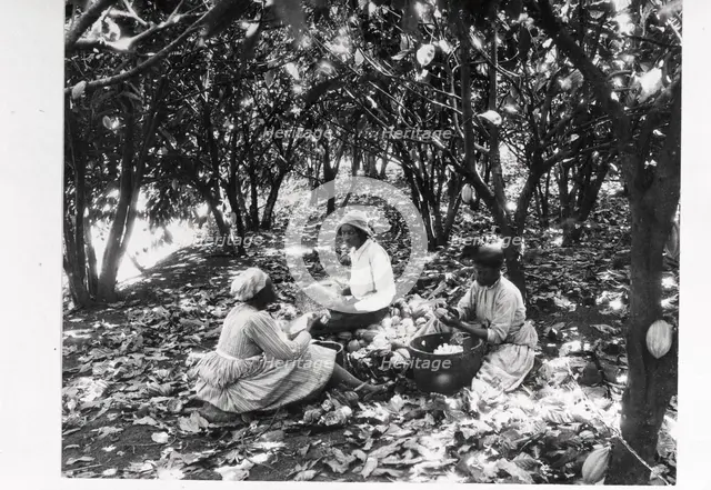 Workers sit on the ground with baskets in a cocoa plantation, Trinidad, Grenada or Venezuela, 1897 Artist: Unknown
