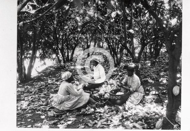 Workers sit on the ground with baskets in a cocoa plantation, Trinidad, Grenada or Venezuela, 1897 Artist: Unknown