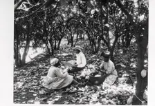 Workers sit on the ground with baskets in a cocoa plantation, Trinidad, Grenada or Venezuela, 1897