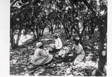 Workers sit on the ground with baskets in a cocoa plantation, Trinidad, Grenada or Venezuela, 1897