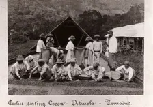 Workers sorting cocoa beans, Ortinola, Trinidad, 1897
