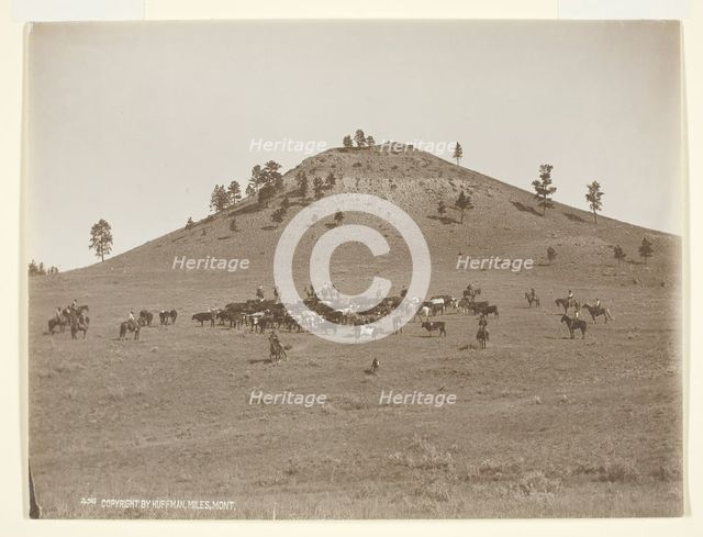 Working a little bunch in the hills, c. 1900. Creator: Laton Alton Huffman.