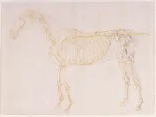 Working drawing of the Blood Vessels for The Fourth Anatomical Table of the Muscles ... 1756. Creator: George Stubbs