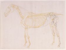 Working drawing of the Blood Vessels for The Fourth Anatomical Table of the Muscles ... 1756. Creator: George Stubbs