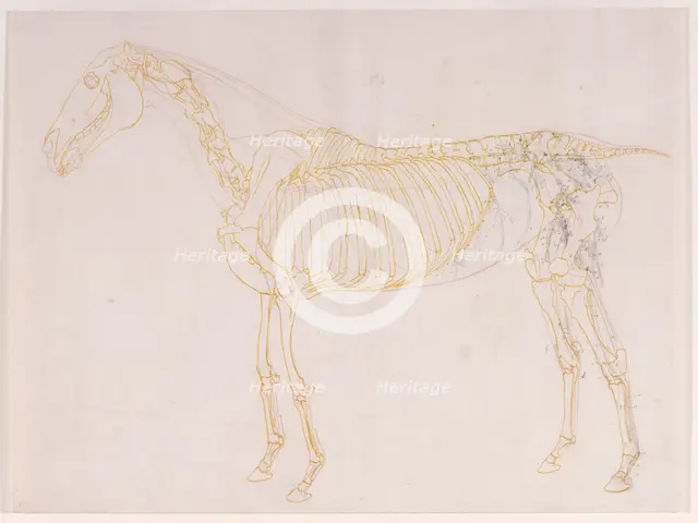 Working drawing of the Blood Vessels for 'The Fourth Anatomical Table of the Muscles ...', 1756. Creator: George Stubbs.