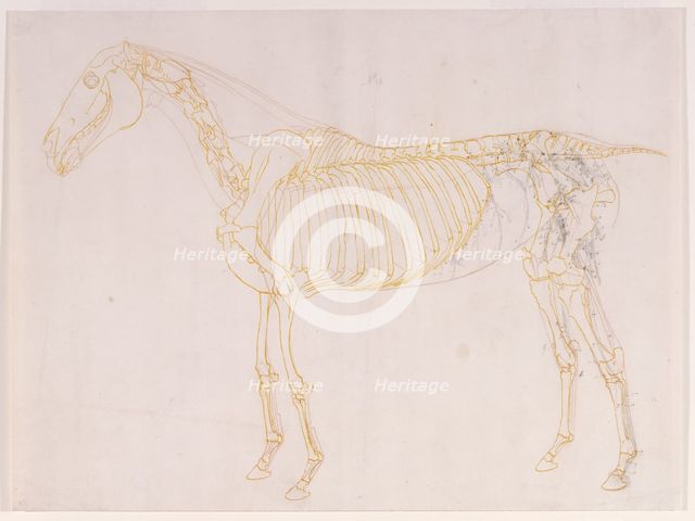 Working drawing of the Blood Vessels for 'The Fourth Anatomical Table of the Muscles ...', 1756. Creator: George Stubbs.
