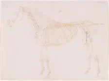Working drawing of the Blood Vessels for The Fifth Anatomical Table of the Muscles ... 1756. Creator: George Stubbs