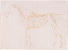 Working drawing of the Blood Vessels for The Fifth Anatomical Table of the Muscles ... 1756. Creator: George Stubbs