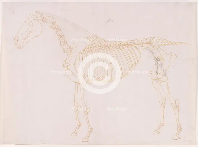 Working drawing of the Blood Vessels for 'The Fifth Anatomical Table of the Muscles ...', 1756. Creator: George Stubbs.