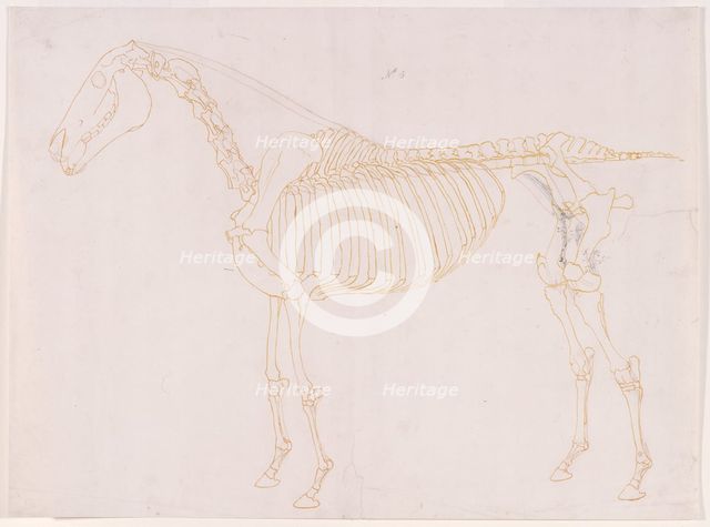 Working drawing of the Blood Vessels for 'The Fifth Anatomical Table of the Muscles ...', 1756. Creator: George Stubbs.
