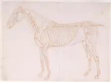 Working drawing of the Blood Vessels for The First Anatomical Table of the Muscles ... , 1756. Creator: George Stubbs