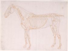 Working drawing of the Blood Vessels for The First Anatomical Table of the Muscles ... , 1756. Creator: George Stubbs