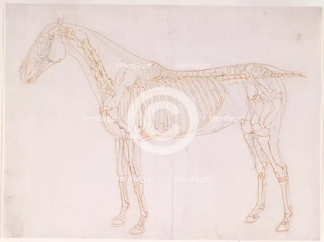Working drawing of the Blood Vessels for 'The First Anatomical Table of the Muscles ... ', 1756. Creator: George Stubbs.