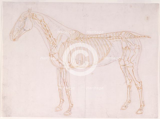 Working drawing of the Blood Vessels for 'The First Anatomical Table of the Muscles ... ', 1756. Creator: George Stubbs.