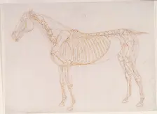 Working drawing of the Blood Vessels for The Second Anatomical Table of the Muscles ... 1756. Creator: George Stubbs