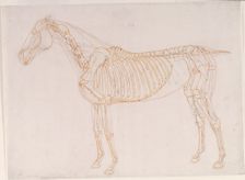 Working drawing of the Blood Vessels for The Second Anatomical Table of the Muscles ... 1756. Creator: George Stubbs