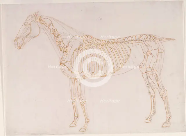 Working drawing of the Blood Vessels for 'The Second Anatomical Table of the Muscles ...', 1756. Creator: George Stubbs.