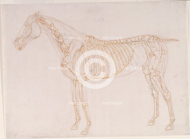 Working drawing of the Blood Vessels for 'The Second Anatomical Table of the Muscles ...', 1756. Creator: George Stubbs.