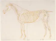Working drawing of the Blood Vessels for The Third Anatomical Table of the Muscles ... 1756. Creator: George Stubbs