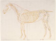 Working drawing of the Blood Vessels for The Third Anatomical Table of the Muscles ... 1756. Creator: George Stubbs