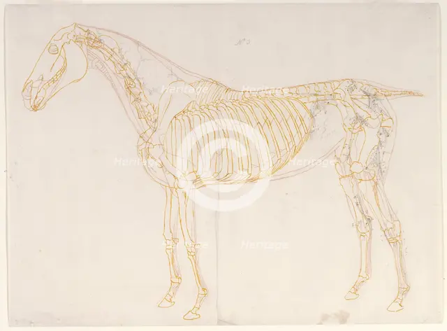 Working drawing of the Blood Vessels for 'The Third Anatomical Table of the Muscles ...', 1756. Creator: George Stubbs.