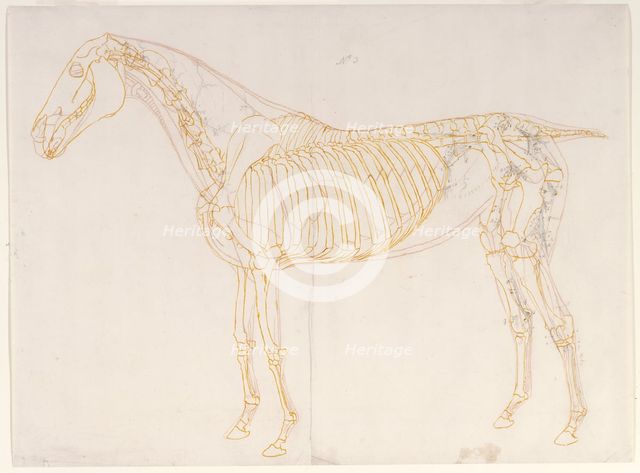 Working drawing of the Blood Vessels for 'The Third Anatomical Table of the Muscles ...', 1756. Creator: George Stubbs.