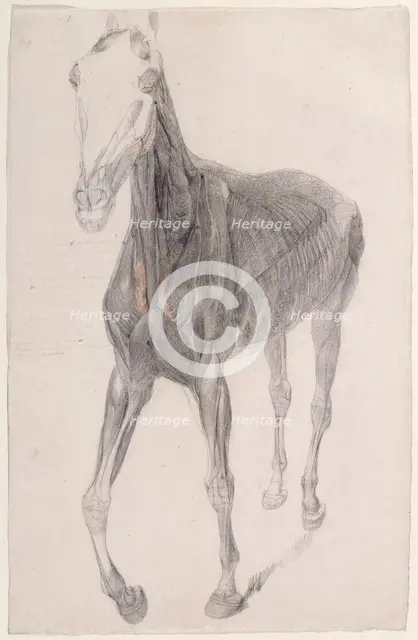 Working drawing for 'The Eighth Anatomical Table of the Muscles ... of the Horse', 1756. Creator: George Stubbs.