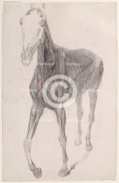 Working drawing for 'The Eighth Anatomical Table of the Muscles ... of the Horse', 1756. Creator: George Stubbs.