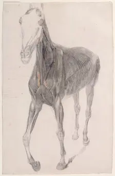 Working drawing for The Eighth Anatomical Table of the Muscles ... of the Horse 1756. Creator: George Stubbs