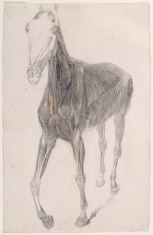 Working drawing for The Eighth Anatomical Table of the Muscles ... of the Horse 1756. Creator: George Stubbs