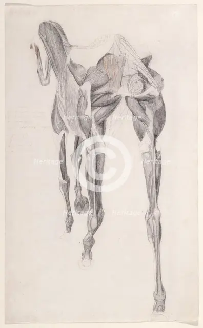 Working drawing for 'The Fourteenth Anatomical Table of the Muscles ... of the Horse', 1756. Creator: George Stubbs.