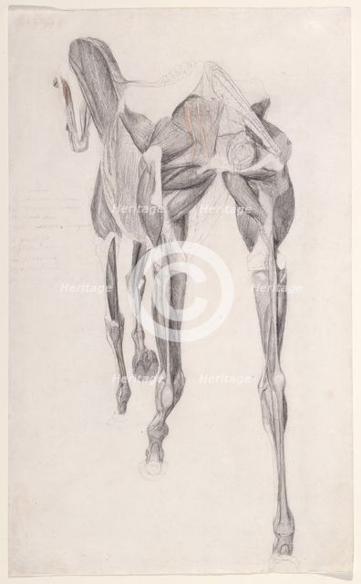 Working drawing for 'The Fourteenth Anatomical Table of the Muscles ... of the Horse', 1756. Creator: George Stubbs.