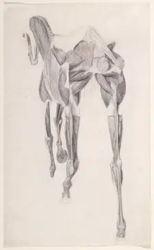 Working drawing for The Fourteenth Anatomical Table of the Muscles ... of the Horse 1756. Creator: George Stubbs