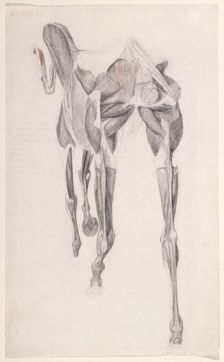 Working drawing for The Fourteenth Anatomical Table of the Muscles ... of the Horse 1756. Creator: George Stubbs