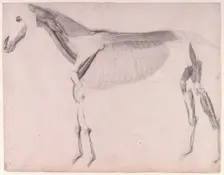 Working drawing for The Fourth Anatomical Table of the Muscles ... of the Horse 1756. Creator: George Stubbs