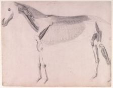 Working drawing for The Fourth Anatomical Table of the Muscles ... of the Horse 1756. Creator: George Stubbs